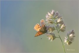 <p>OHNIVÁČEK ČERNOSKVRNNÝ - samička (Lycaena tityrus) - Rychnov u Jbc n. N. ---- /Sooty copper - Brauner Feuerfalter/</p>